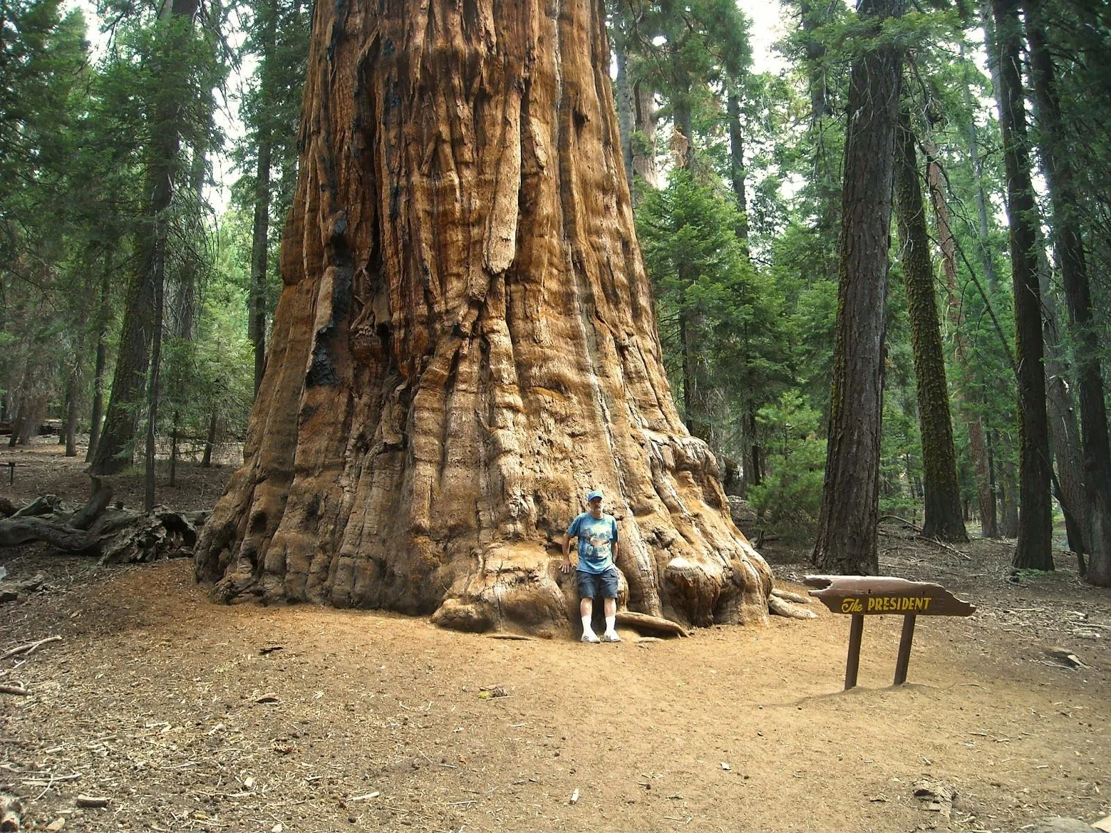 Pinceladas Actuales: "El Presidente" El Arbol mas grande del Mundo