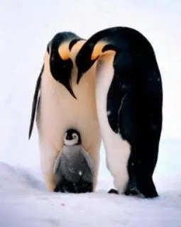 pinguino emperador