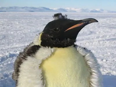 Pingüino Emperador. Créditos: Carlie Reum / National Science ...