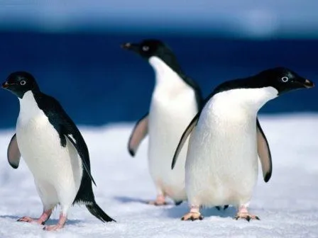 PINGUINOPEDIA » Pingüinos. Enciclopedia Especializada