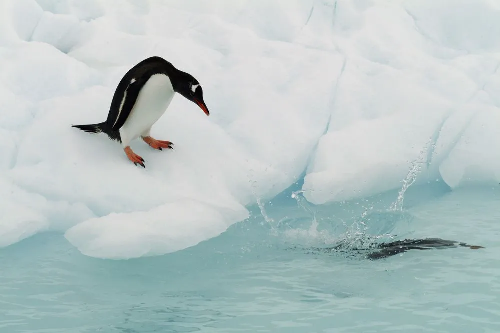 PINGUINOS Y SU ADIÓS A LA ANTARTIDA | AZverde