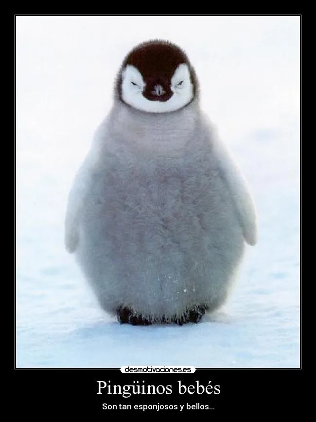 Pingüinos bebés | Desmotivaciones