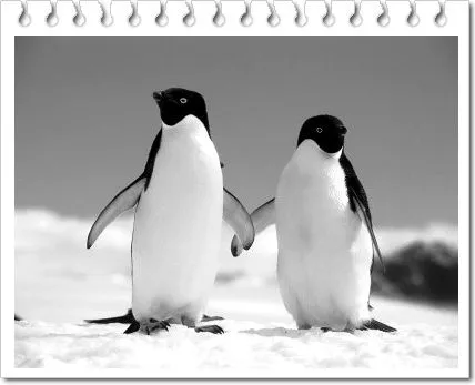 Pinguinos enamorados fotos - Imagui