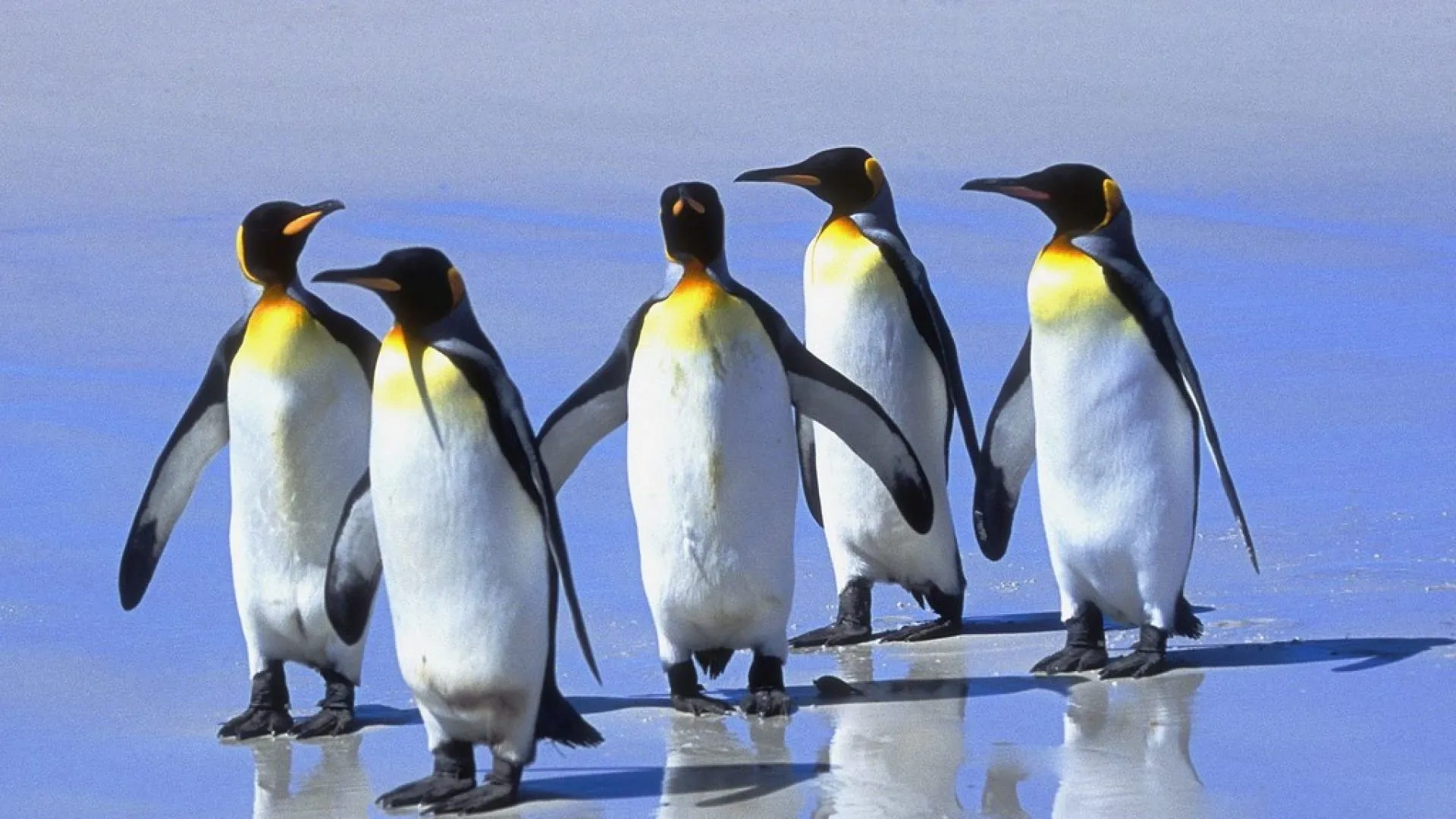 Pingüinos sobre el hielo - 1920x1080 :: Fondos de pantalla y ...