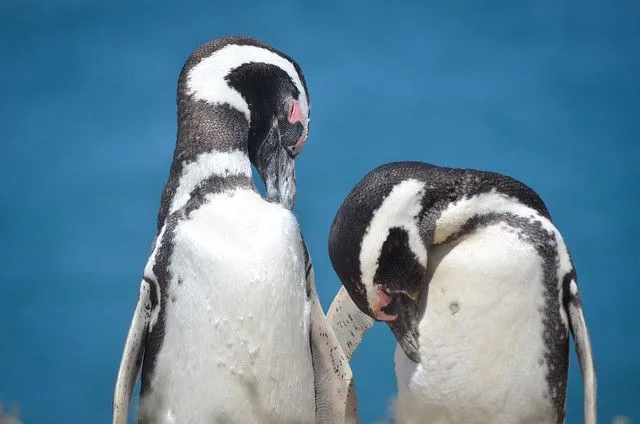 Pinguinos en Península de Valdés - Patagonia Argentina | Flickr ...