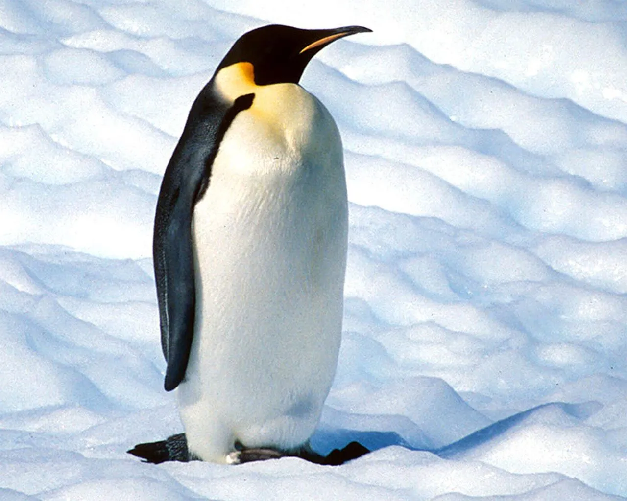 Fondos de pantalla de pingüinos. Wallpapers. Fondos de escritorio.