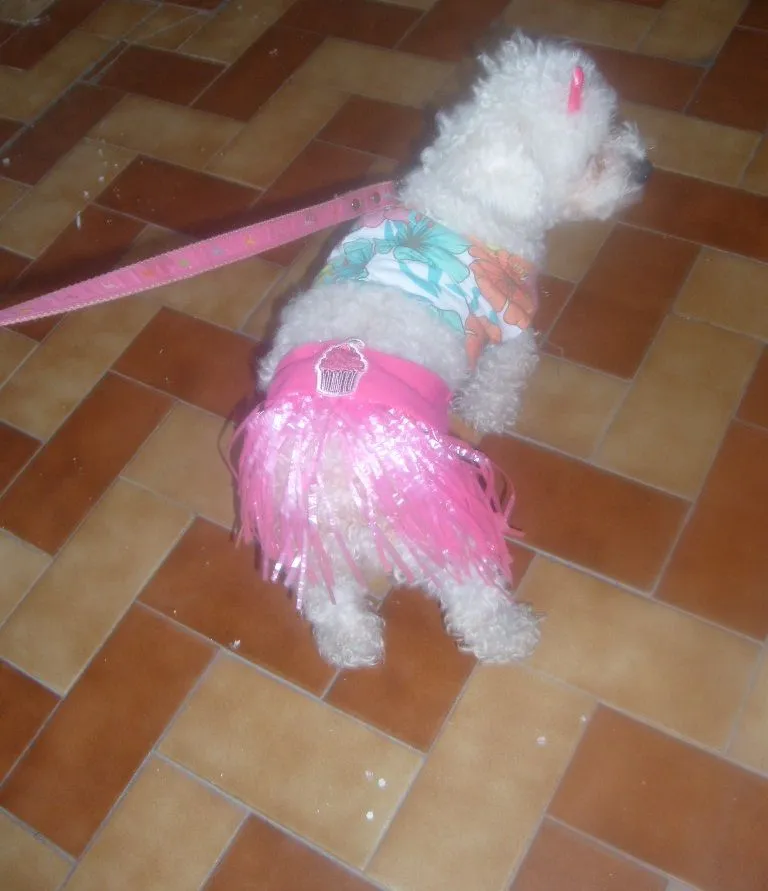 pinkylily: french poodle disfraz hawaiano pink