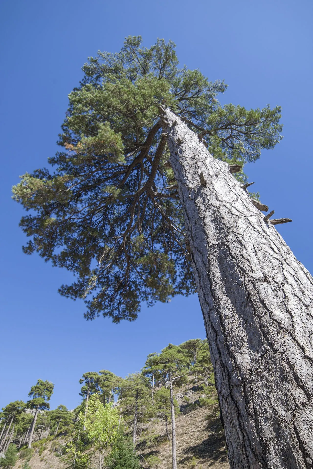 El pino Galapán (pine-tree 松) | Flickr - Photo Sharing!