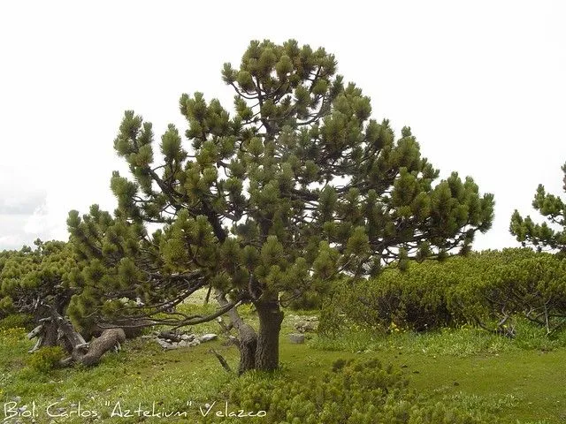 Pino negro / Hartweg's pine (Pinus hartwegii), HABITAT | Flickr ...