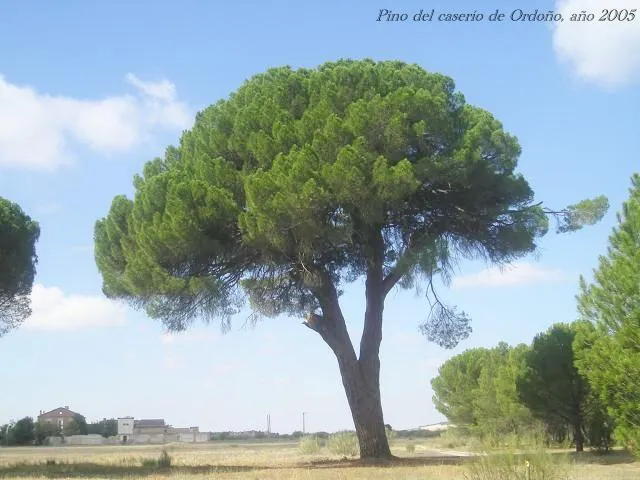 EL PINO DE LA VIRGEN DE SACEDÓN, ÁRBOL DE SINGULAR RELEVANCIA