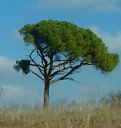 Pino virtù e proprietà