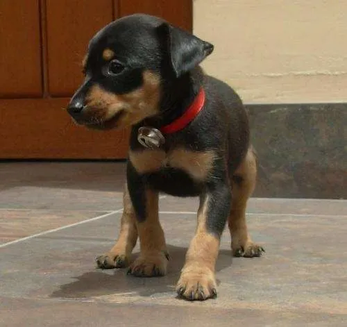 VENDO HERMOSA PINSCHER PINCHER (DOBERMAN EN MINIATURA) en Lima ...