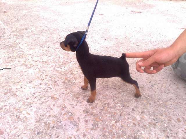 Fotos de LOS AUTENTICOS DOBERMAN MINI ( PINSCHER MINIATURA ...