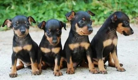 Doberman Pinscher en miniatura - Imagui