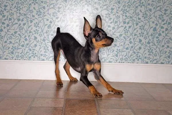 Pinscher Miniatura / Mini Pinscher / Zwergpinscher / Miniature ...