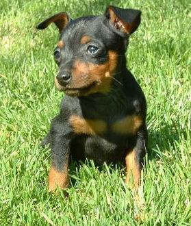 Pinscher Miniatura | Wikifaunia, tu enciclopedia de animales