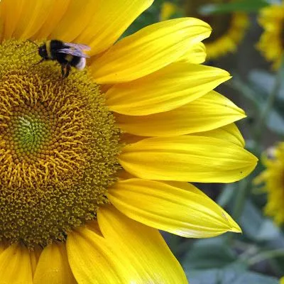 pintando plantas: LOS giraSOLES de mis hermanas