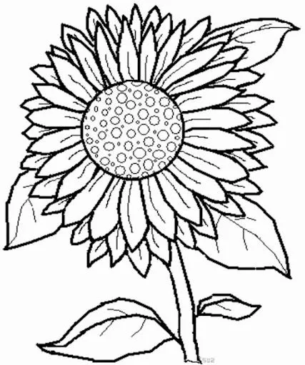 PINTAR DIBUJOS DE GIRASOLES