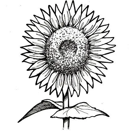 PINTAR DIBUJOS DE GIRASOLES