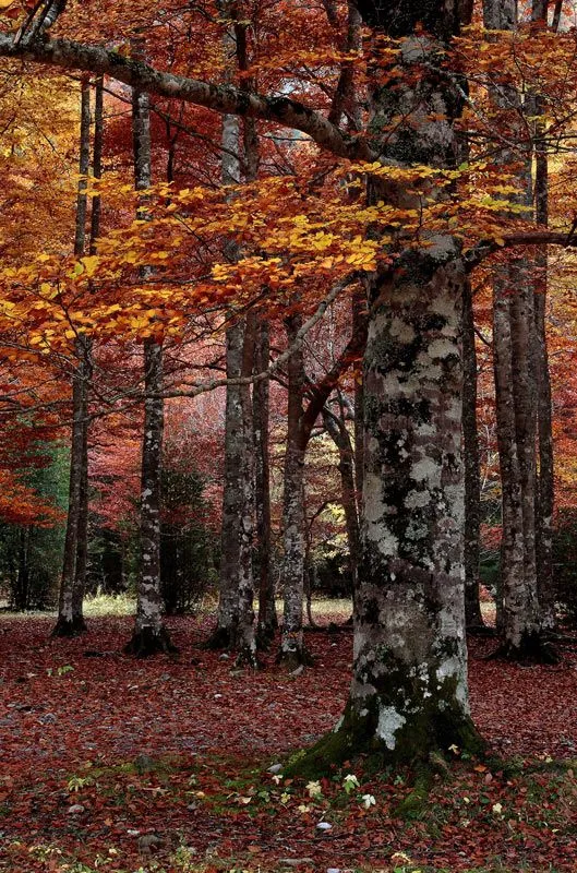 Pintar el Otoño | Pintura y Artistas