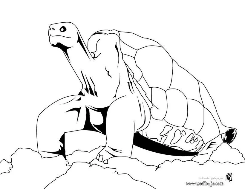 Pintar TORTUGAS TERRESTRES, Dibujar Tortuga Galapagos para imprimir