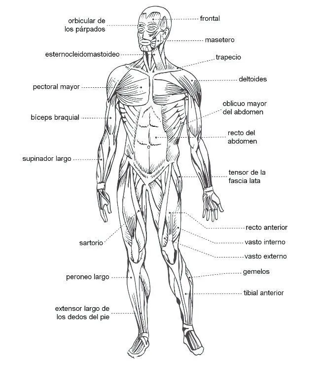 Pinterest | Sistema muscular, Dibujo del sistema muscular, Imagenes del  esqueleto humano