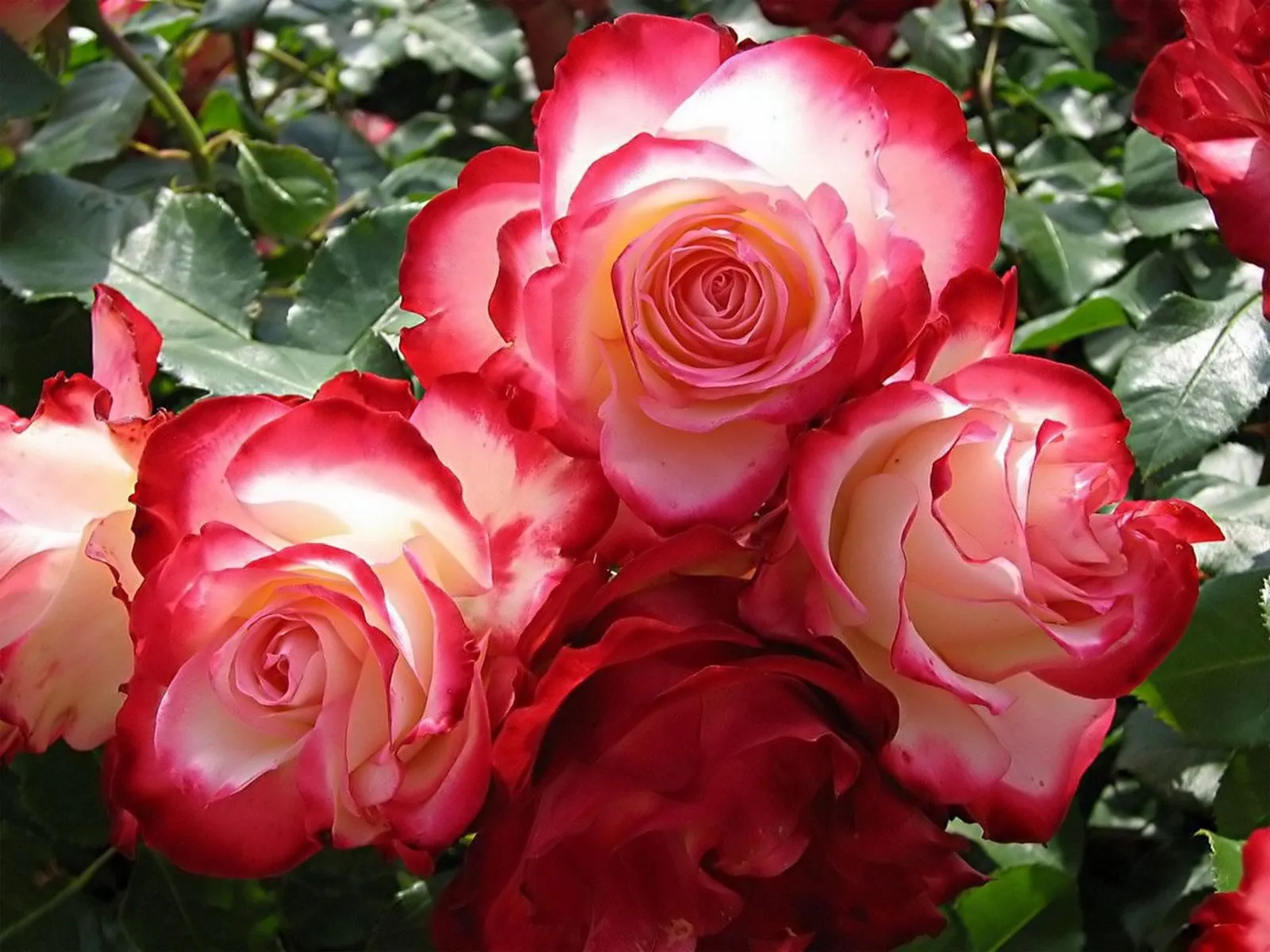 PinteRoses: Fresh Roses