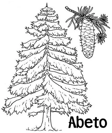 Pinto Dibujos: Abeto para colorear