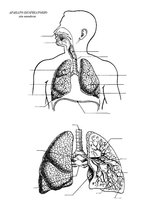 Pinto Dibujos: Aparato respiratorio sin nombres para colorear