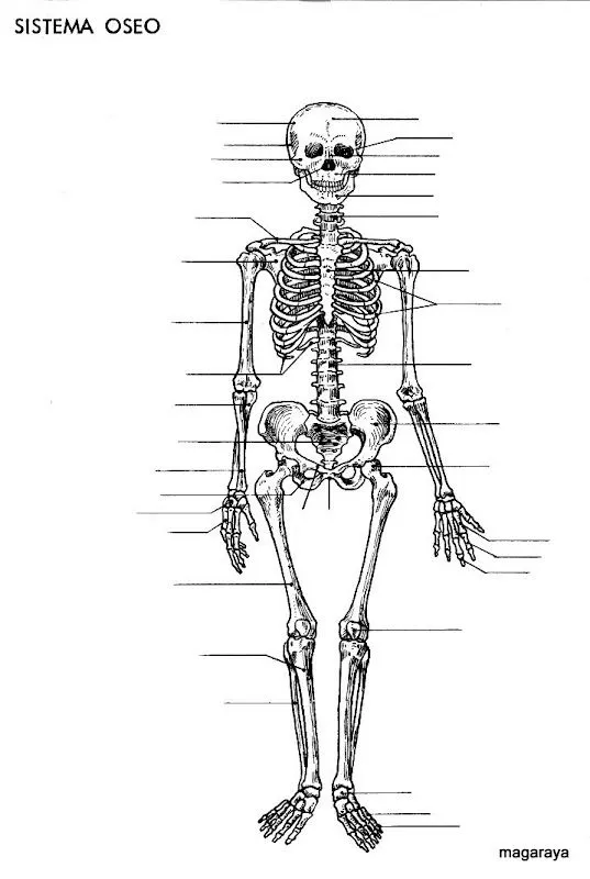為孩子們的著色頁: Ejercicio sistema oseo sin nombres para colorear