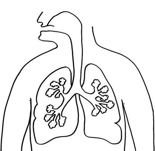 Pinto Dibujos: Pulmones para colorear