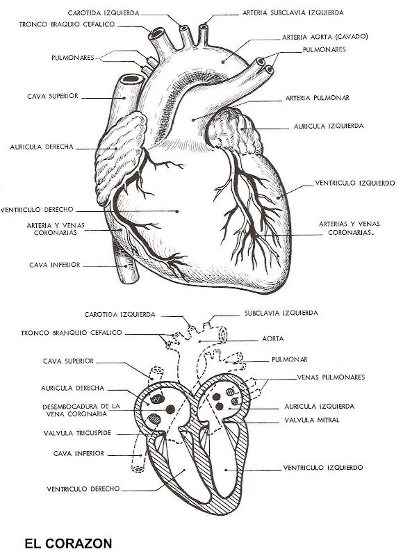 Pinto Dibujos: Partes del corazón para colorear