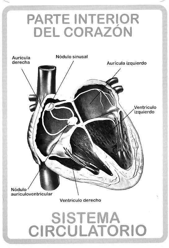 El corazon y sus partes para colorear - Imagui