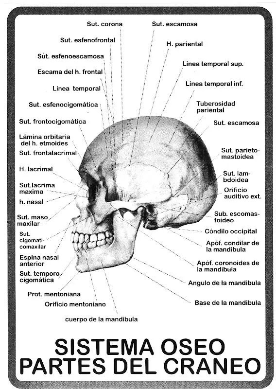 Pinto Dibujos: Partes del craneo para colorear