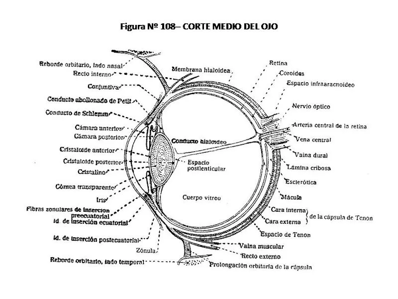 Pinto Dibujos: Partes del ojo con nombres para colorear