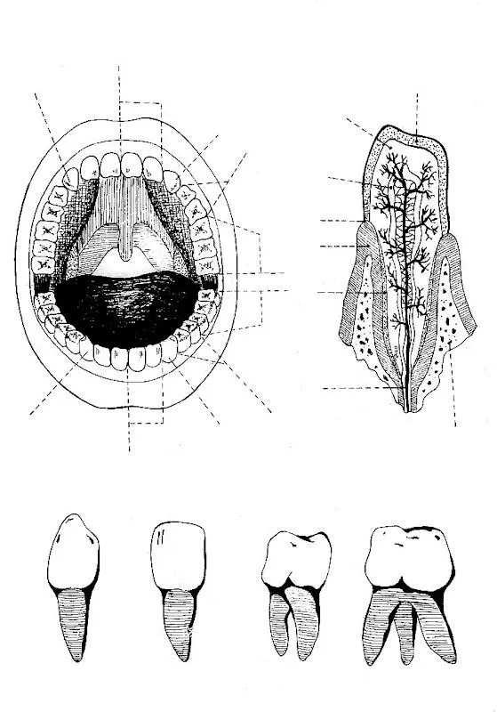 Pinto Dibujos: Tipos de dientes para colorear