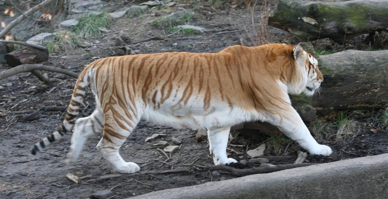 Los Pintorescos Tigres - Cínicos de Sinope