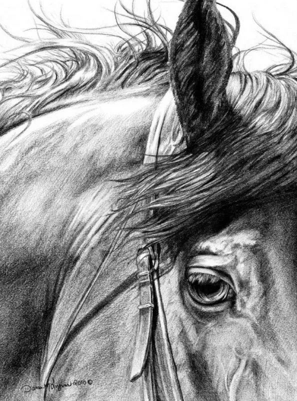 Pintura y Fotografía Artística : A10 Dibujos de caballos