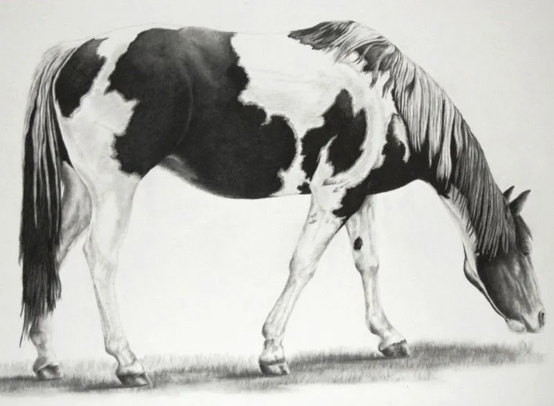 Pintura y Fotografía Artística : A10 Dibujos de caballos