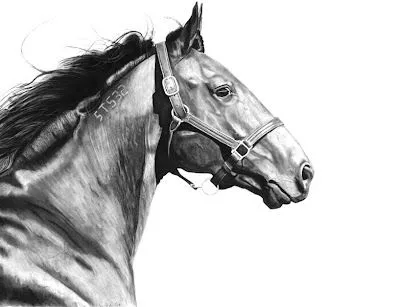 Pintura y Fotografía Artística : A10 Dibujos de caballos