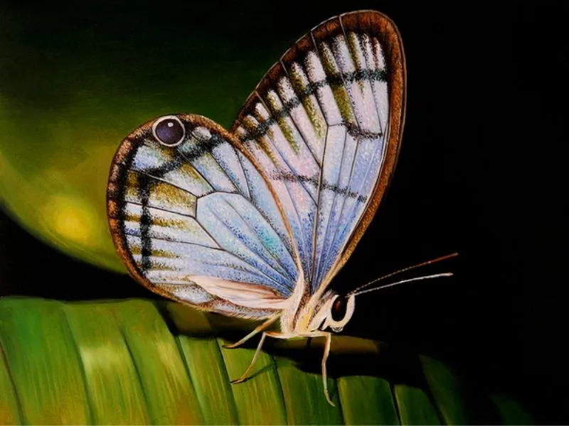 Pintura y Fotografía Artística : CUADROS DE MARIPOSAS AL ÓLEO