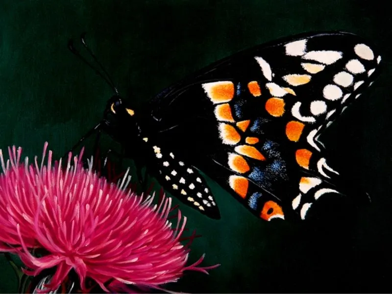 Pintura y Fotografía Artística : CUADROS DE MARIPOSAS AL ÓLEO