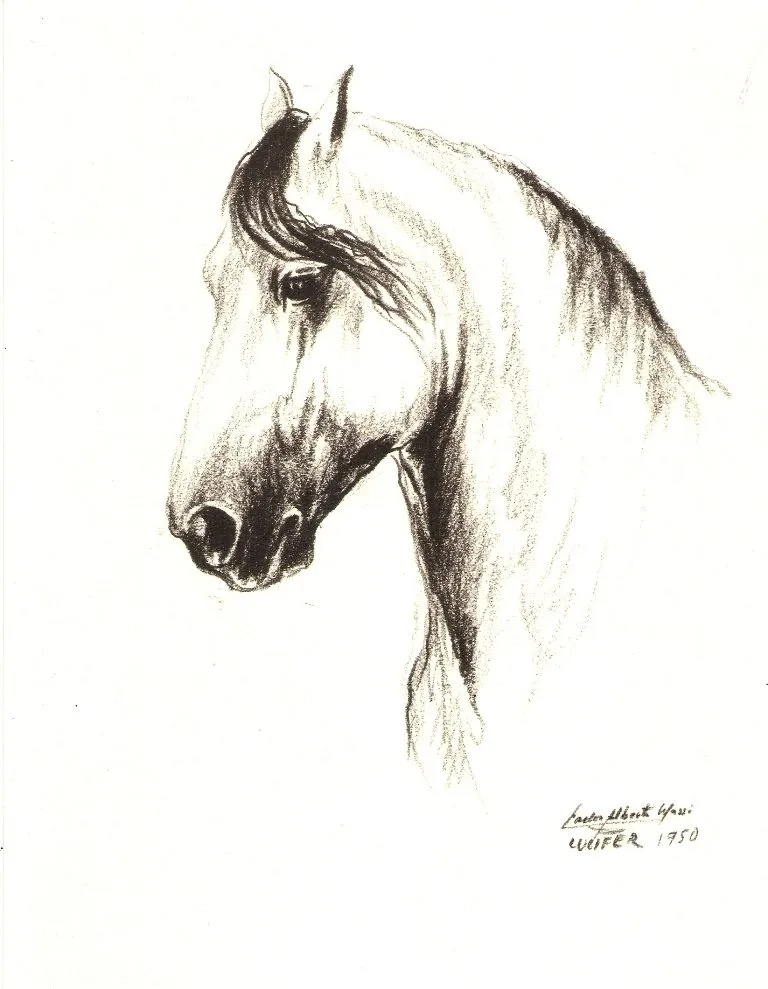 Pintura y Fotografía Artística : DIBUJOS: CABEZAS DE CABALLOS