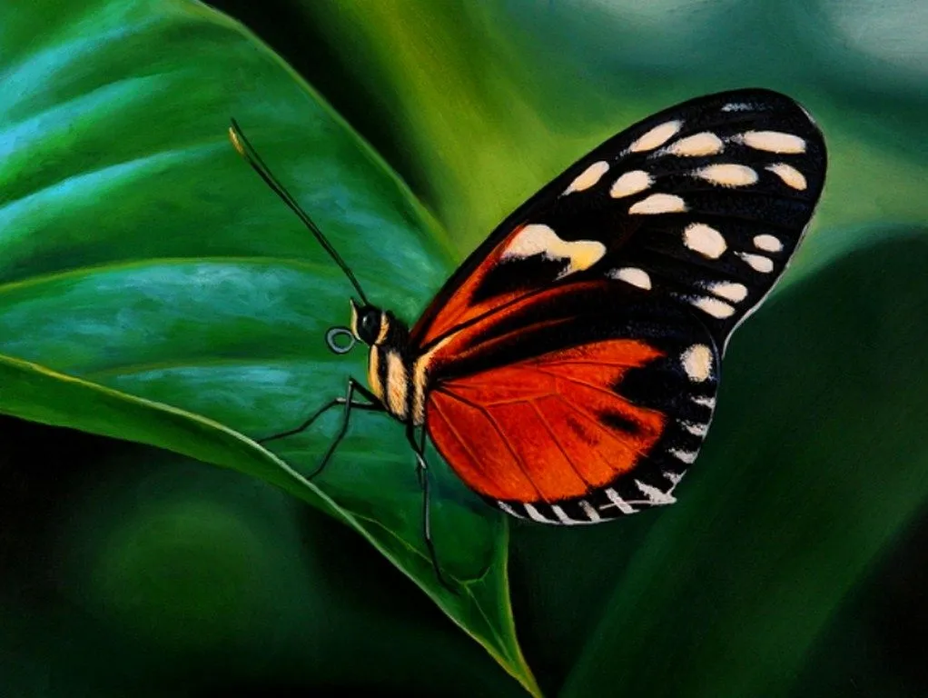 Pintura y Fotografía Artística : Oleos bellas mariposas