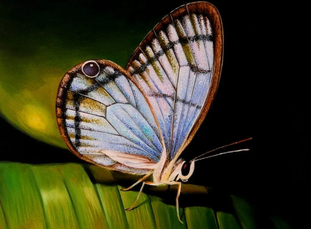 Pintura y Fotografía Artística : Oleos bellas mariposas