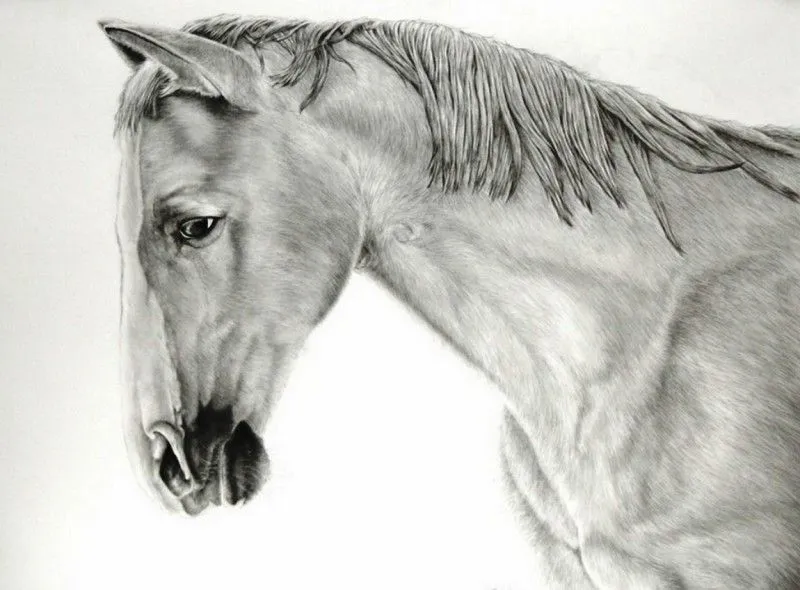 Pintura Moderna y Fotografía Artística : A10 Dibujos de caballos