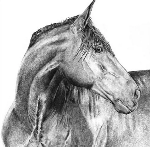 Pintura Moderna y Fotografía Artística : A10 Dibujos de caballos