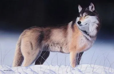 Pintura Moderna al Óleo: Bonitos cuadros con lobos