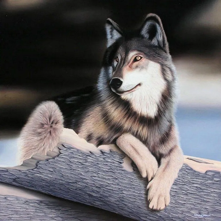 Pinturas Cuadros: Bonitos cuadros con lobos