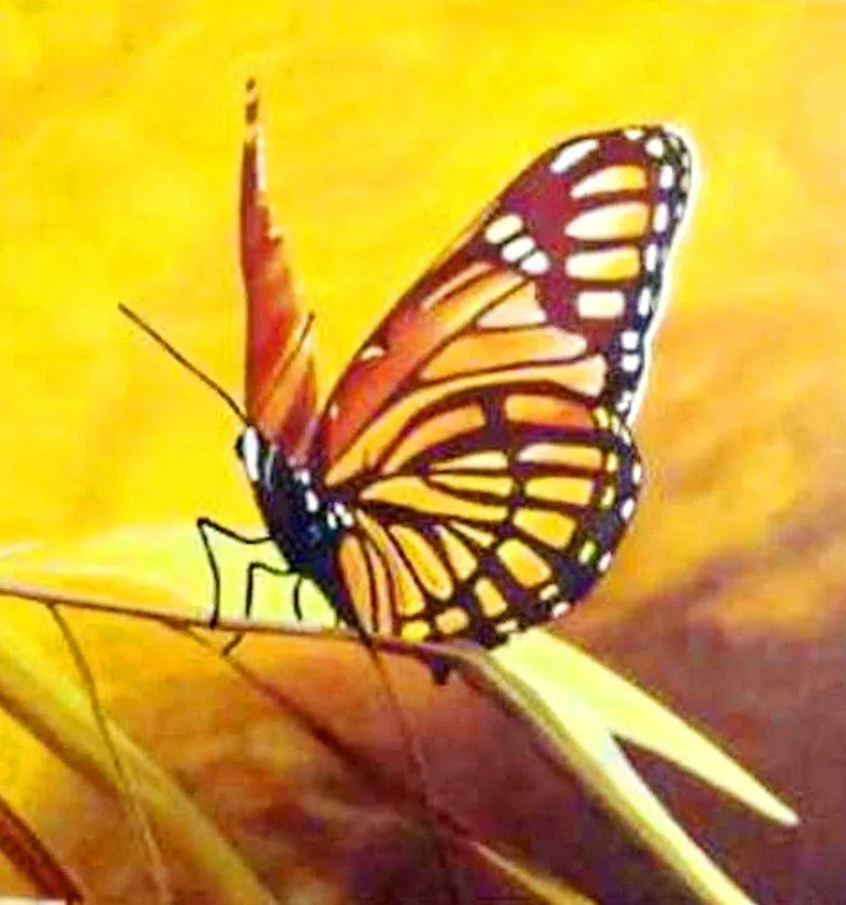 Pinturas Cuadros: Pintura: Cuadros modernos con mariposas